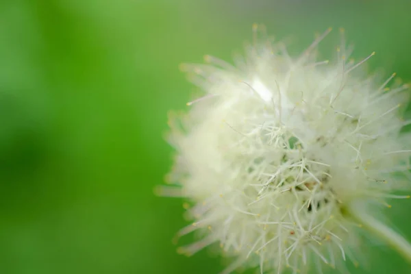 Dandilion 植物を背景にクローズ アップ. — ストック写真