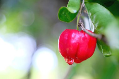 Acerola meyve arka plan üzerinde yakın çekim