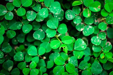 şanslı yonca doku arka plan üzerinde.