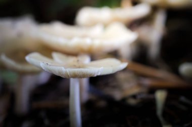 muchrooms doğa arka plan üzerinde yakın çekim.