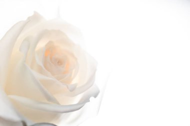 Gül çiçek arka plan üzerinde yakın çekim.