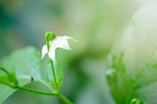 Kwiat chili z bliska na tle. — Zdjęcie stockowe