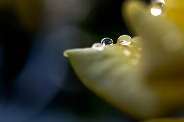 Gotas de água na folha no jardim fresco . — Fotografia de Stock
