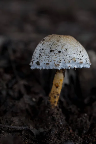 Muchrooms närbild på natur botten. — Stockfoto