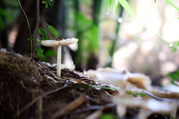 Muchrooms close-up op natuur achtergrond. — Stockfoto