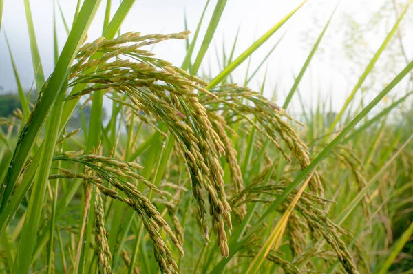 Rýže list na pozadí přírody — Stock fotografie