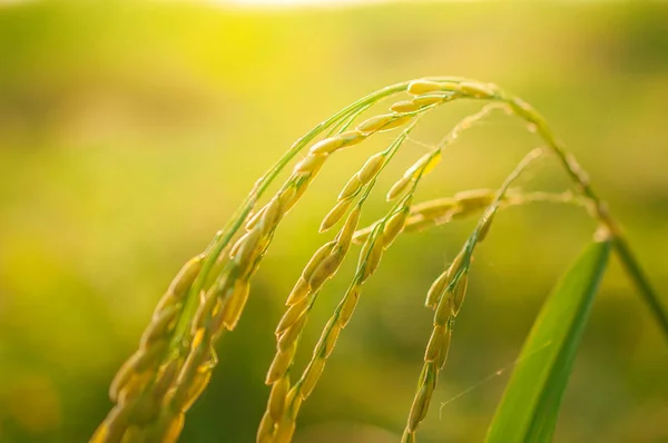 Rýže list na pozadí přírody — Stock fotografie