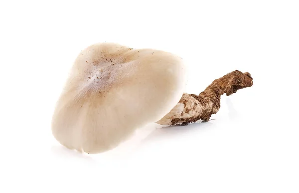 Термітовий гриб ізольований на білому тлі . — стокове фото