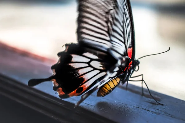 Papillons ont besoin de liberté sur le fond — Photo