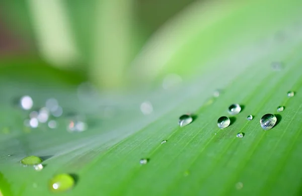 Gotas de agua en la hoja de plátano en jardín fresco . — Foto de Stock