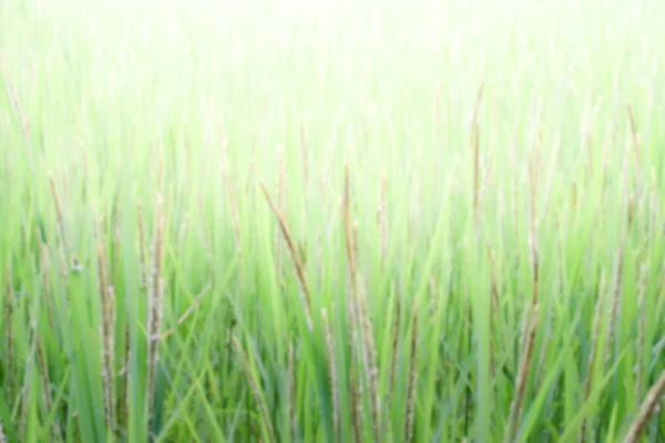 Rýže listové rozostření na pozadí přírody. — Stock fotografie