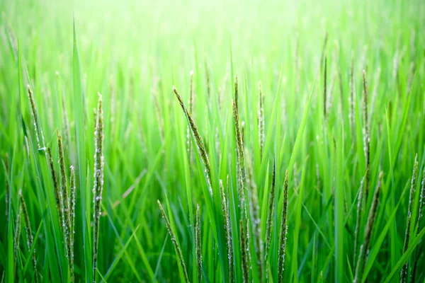 Liść ryżu na tle przyrody. — Zdjęcie stockowe