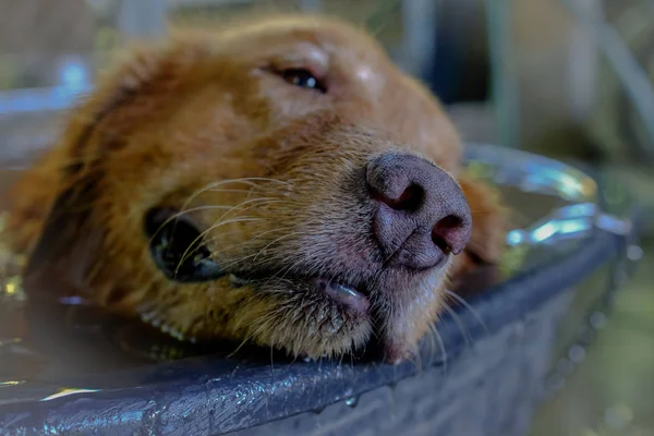 Golden retriever close up nariz fundo . — Fotografia de Stock