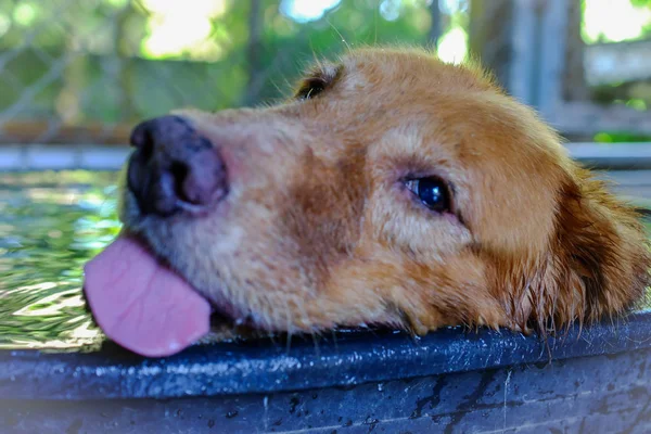 Golden retriever close up nariz fundo . — Fotografia de Stock