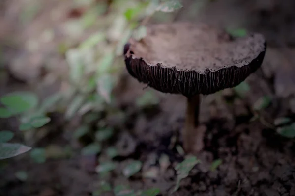 Muchrooms närbild på natur botten. — Stockfoto