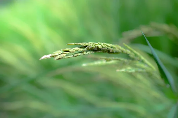 Rýže list na pozadí přírody. — Stock fotografie