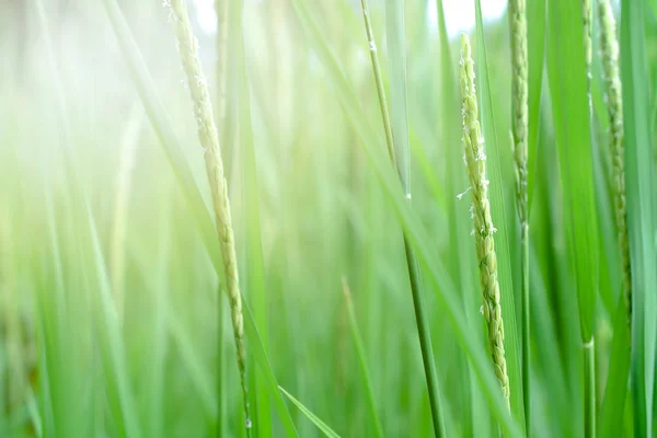 Rýže list na pozadí přírody. — Stock fotografie