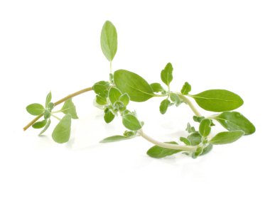beyaz arkaplanda marjoram izole