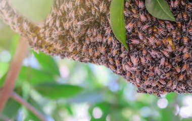 Petek arka plan üzerinde kapat