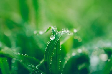 arka plan için yaprak üzerinde su damlaları