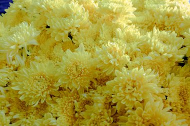 Kadife çiçeği çiçek güzel çiçek adam