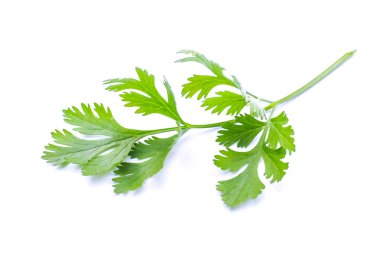 Beyaz adam izole kişniş yaprağı