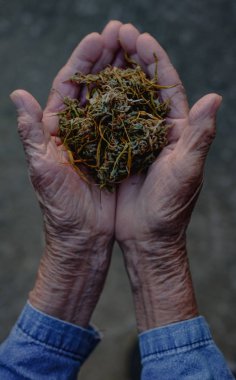 Esrar ortak ot sigara yakın çekim adam üzerinde