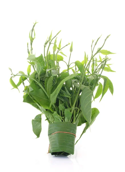 Beyaz arka plan üzerinde izole Gymnema sylvestre