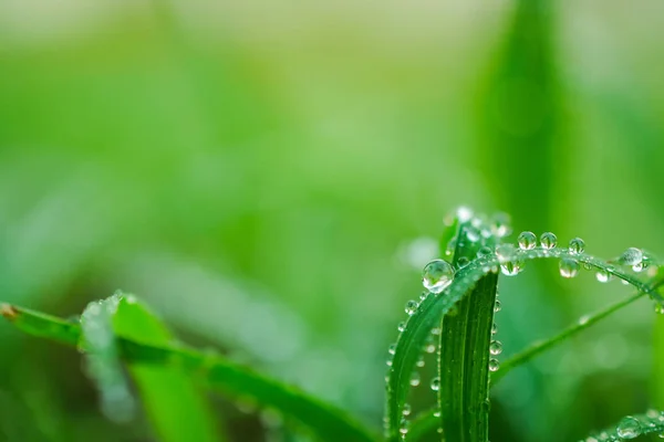 Gotas de agua en la hoja para el fondo — Foto de Stock