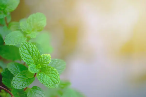 Daun mint menutup di latar belakang — Stok Foto