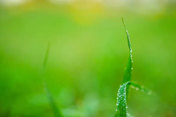 Kapky vody na listu pro pozadí — Stock fotografie