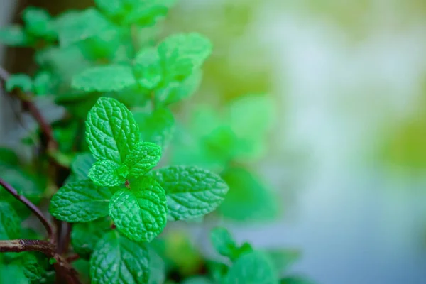 Daun mint menutup di latar belakang — Stok Foto