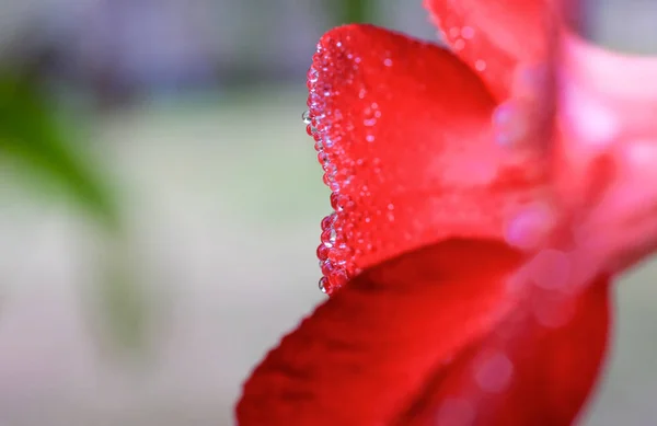 Gouttes d'eau sur la feuille dans le jardin frais . — Photo