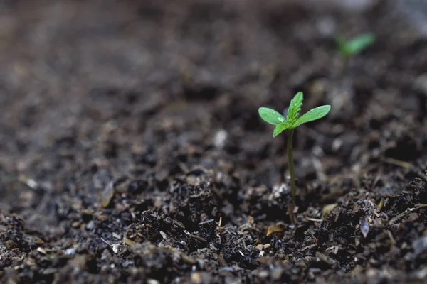 Planta de marihuana de cerca en el fondo . —  Fotos de Stock