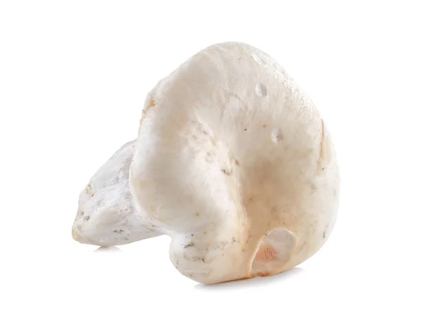 Cogumelos isolados no backgroun branco — Fotografia de Stock