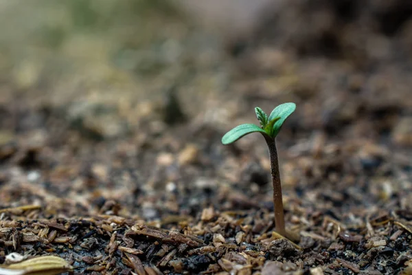 adam üzerinde sigara esrar otu