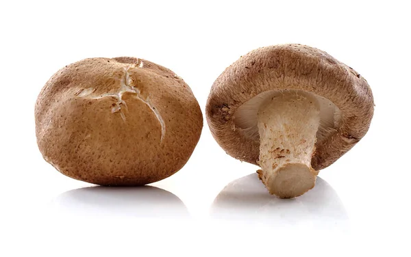 Shiitake-Pilz isoliert auf weißem Hintergrund — Stockfoto