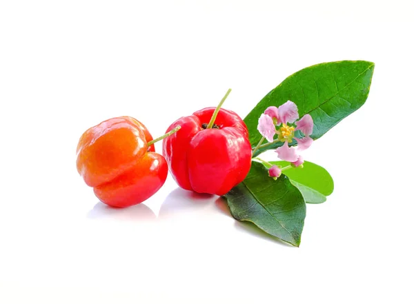 Acerola plody zblízka na poza — Stock fotografie