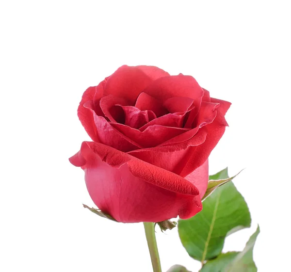 Rose isolated on white background Stock Photo