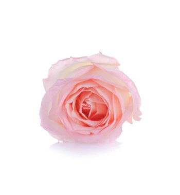 Gül çiçek arka plan üzerinde yakın çekim. 