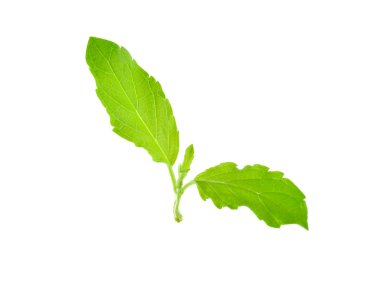 Beyaz arka plan üzerinde izole fesleğen yaprağı