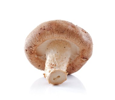 Shiitake mantarı beyaz arkaplanda izole edilmiş.