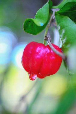 Acerola meyve adam üzerinde yakın çekim