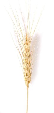 arpa buğday tohumu zemin üzerine inciler