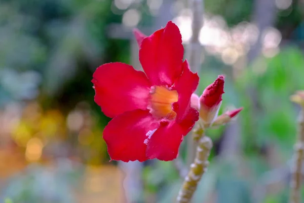 Flower in garden on sunset background — Stock Photo, Image