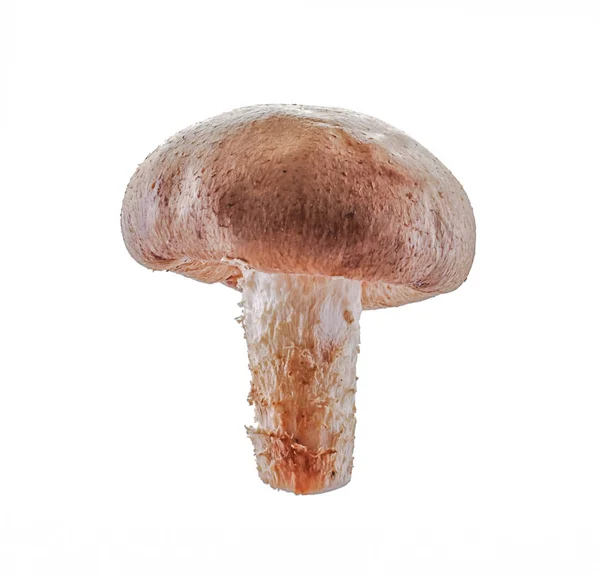 Shiitake Pilz isoliert auf weißem Hintergrund — Stockfoto