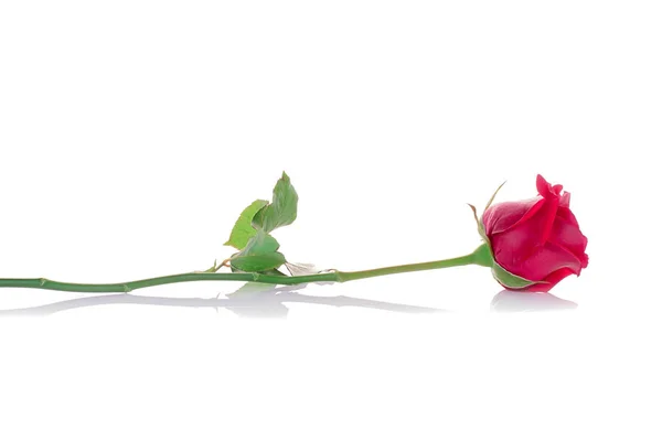 Rosa dia dos namorados flores close-up no fundo . — Fotografia de Stock