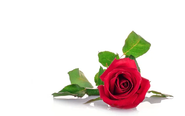 Gül Sevgililer çiçekler arka plan üzerinde yakın çekim. 