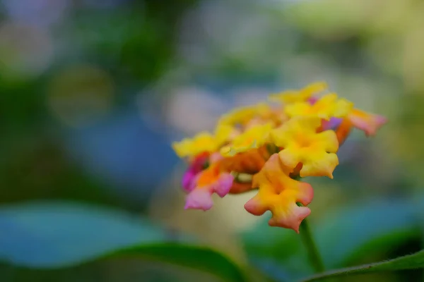 Blommor närbild isolerad på bak — Stockfoto