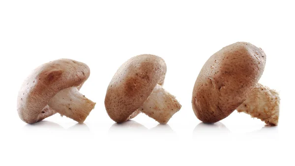 Cogumelo Shiitake isolado sobre fundo branco — Fotografia de Stock